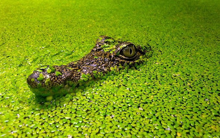 hewan, reptil, alam, hijau, mata, Wallpaper HD