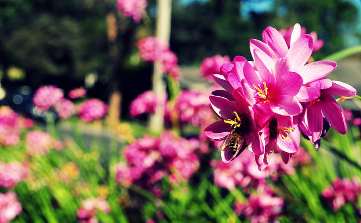 Пчелы и цветы, розовый цветок с лепестками, времена года, весна, цветы, весна, пчелы, занятая пчела, HD обои