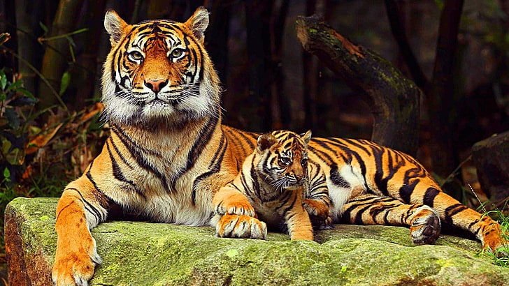 Tiger, Familie, große Katze, wild lebende Tiere, HD-Hintergrundbild