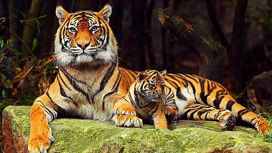 虎、家族、大きな猫、野生動物、 HDデスクトップの壁紙 HD wallpaper
