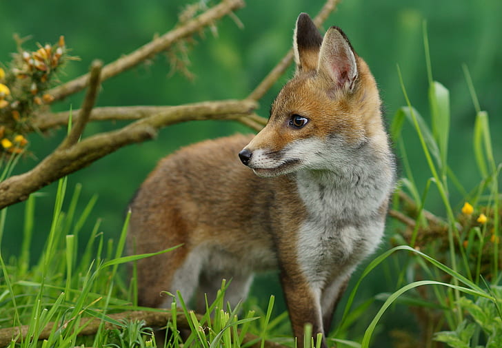 Foto von Red Fox, Ellis, Red Fox, Foto von Fox, British Wildlife Centre, Newchapel Surrey, Vulpes, Trimmen, Fuchs, Tier, Tierwelt, Säugetier, Natur, Fleischfresser, Gras, Wildtiere, Wald, Tiere Jagd, niedlich, HD-Hintergrundbild
