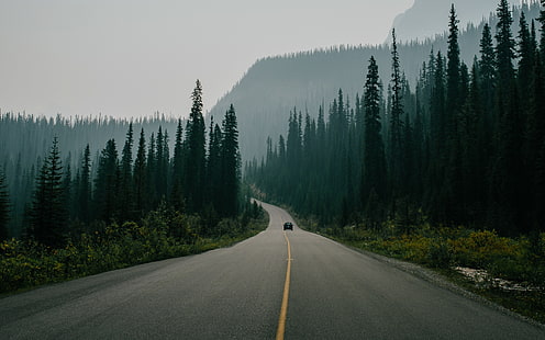 дорога в окружении деревьев, природа, пейзаж, дорога, деревья, машина, сосны, лес, утро, туман, растения, HD обои HD wallpaper