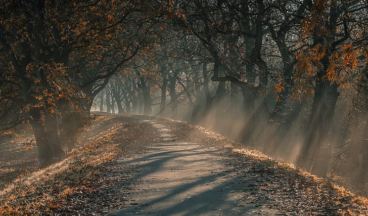 коричневые деревья, серая бетонная дорога, пейзаж, природа, солнечные лучи, утро, солнечный свет, грунтовая дорога, путь, деревья, осень, листья, туман, Германия, HD обои