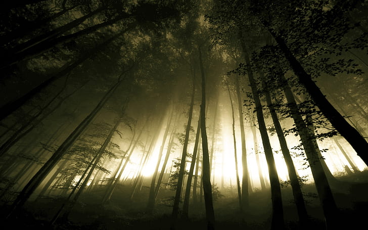 風景自然木暗い森霧2560×1600壁紙アートHd壁紙、 HDデスクトップの壁紙