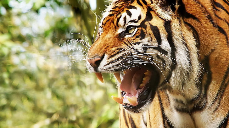 foto de tigre, gato grande, tigre, cara, dientes, ira, Fondo de pantalla HD