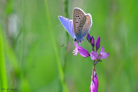 pospolity niebieski motyl przysiadający na fioletowym kwiecie w zbliżeniu, Papillon, de, printemps, pospolity niebieski, niebieski motyl, fioletowy kwiat, fotografia makro, argus, bokeh, makro, X-E1, fuji, Fujifilm, OM, obiektyw , Midi-Pyrénées, Francja, f2, owad, natura, motyl - owad, skrzydło zwierzęcia, zwierzę, lato, piękno przyrody, zbliżenie, dzika przyroda, wielobarwny, kwiat, Tapety HD HD wallpaper