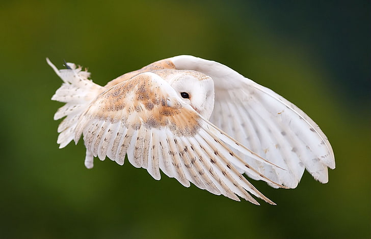 burung hantu coklat dan putih, pemandangan, ayunan, sayap, bulu, penerbangan, burung, burung hantu, Wallpaper HD