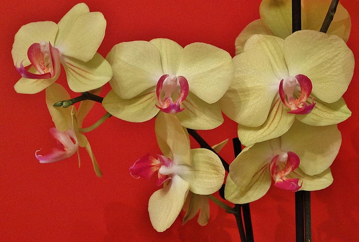 exotic, Orchid, Phalaenopsis, HD wallpaper