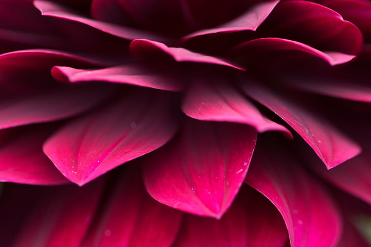 ungu bunga petaled dalam fotografi close up, ungu, bunga, fotografi close up, makro, makro, daun bunga, merah, pola, mönster, alam, close-up, tanaman, latar belakang, Wallpaper HD