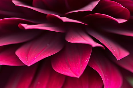ungu bunga petaled dalam fotografi close up, ungu, bunga, fotografi close up, makro, makro, daun bunga, merah, pola, mönster, alam, close-up, tanaman, latar belakang, Wallpaper HD HD wallpaper