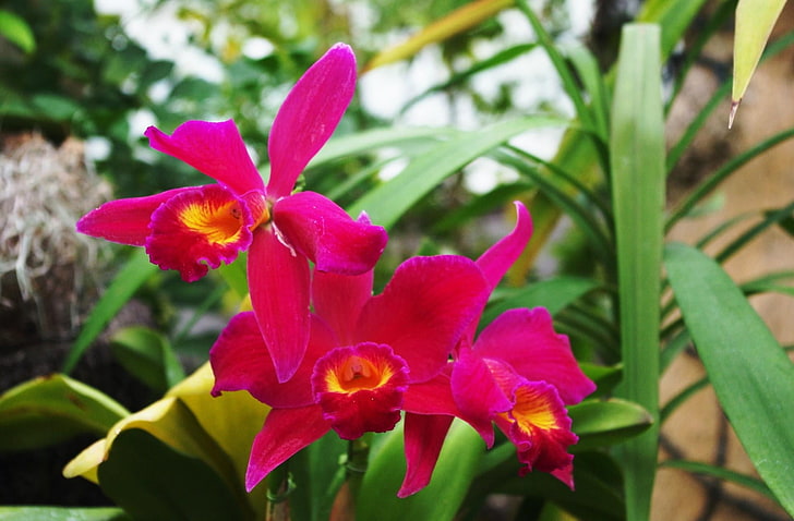 orchidee cattleya rosa e gialle, iris, fiori, aiuola, verde, sfocatura, primo piano, Sfondo HD