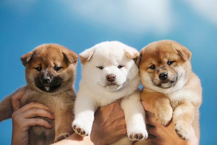 Dogs, Shiba Inu, Baby Animal, Dog, Pet, Puppy, HD wallpaper