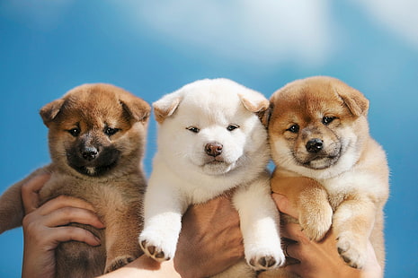  Dogs, Shiba Inu, Baby Animal, Dog, Pet, Puppy, HD wallpaper HD wallpaper