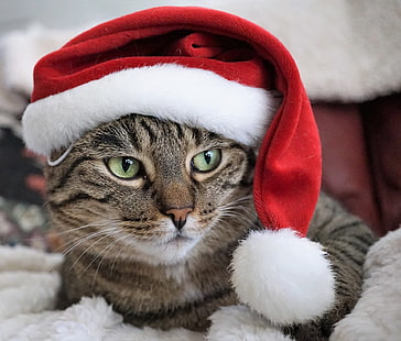 Koty, kot, czapka Świętego Mikołaja, Tapety HD HD wallpaper