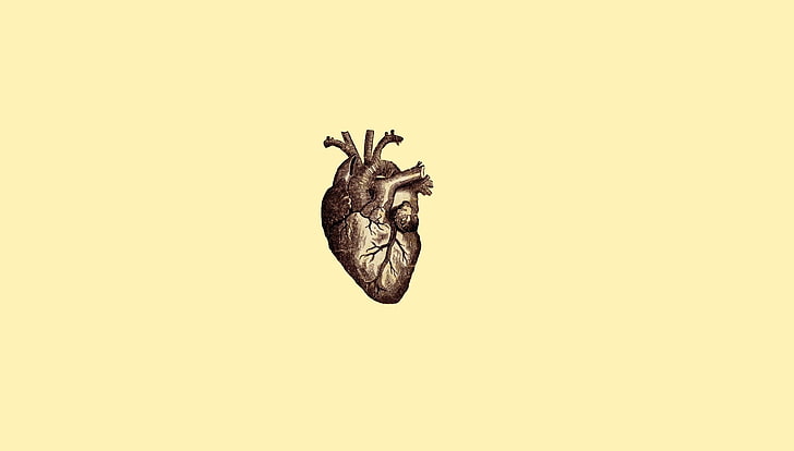 иллюстрация человеческого сердца, цифровое искусство, минимализм, простой, простой фон, рисунок, анатомия, сердце, вены, медицина, HD обои