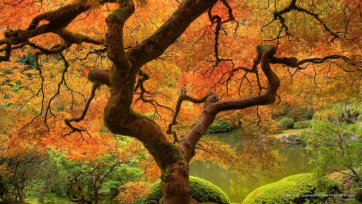 Maple Tree, Japanese Garden, Portland, Oregon, Fall, HD wallpaper