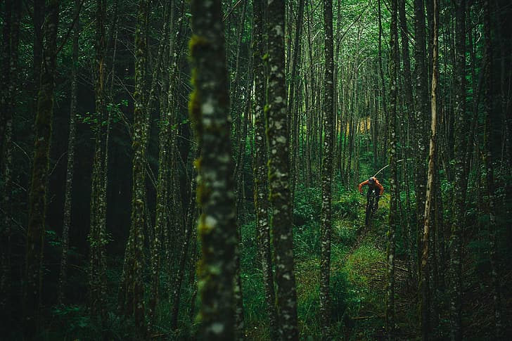 Cannondale, hutan belantara, sepeda gunung, Wallpaper HD