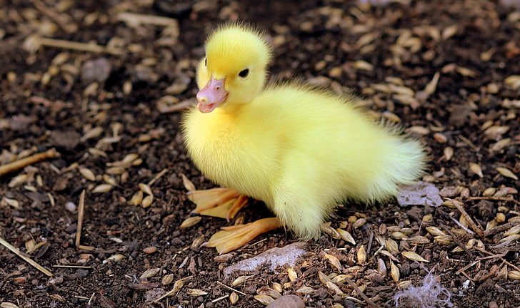yellow duckling, duckling, chick, baby, HD wallpaper