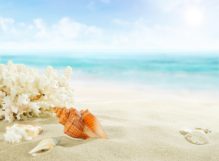 brown conch shell, sand, sea, beach, shore, shell, summer, blue, paradise, starfish, seashells, HD wallpaper