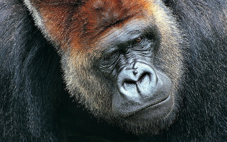 черная горилла, обезьяна, лицо, волосы, HD обои