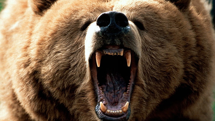 orso bruno, orsi grizzly, ruggito, orsi, animali, Sfondo HD