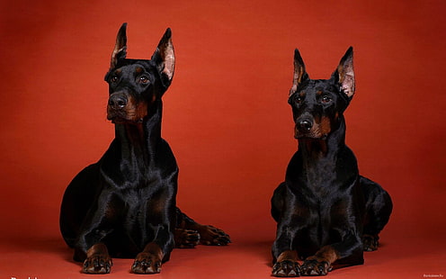 Köpekler, Doberman Pinscher, HD masaüstü duvar kağıdı HD wallpaper