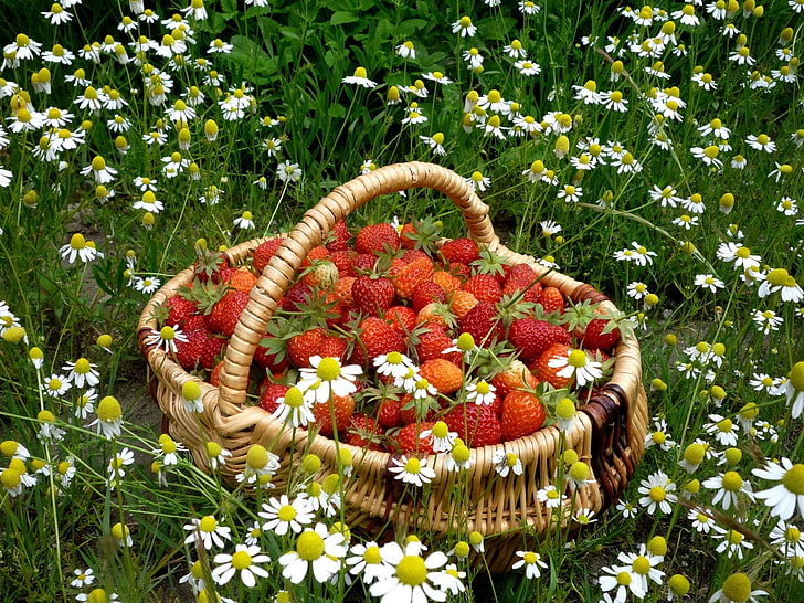 red strawberries and brown wicker basket, strawberry, basket, berry, camomiles, flowers, field, HD wallpaper