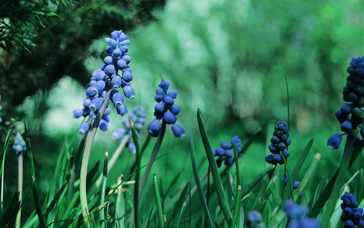 nature, flowers, muscari, blue flowers, HD wallpaper