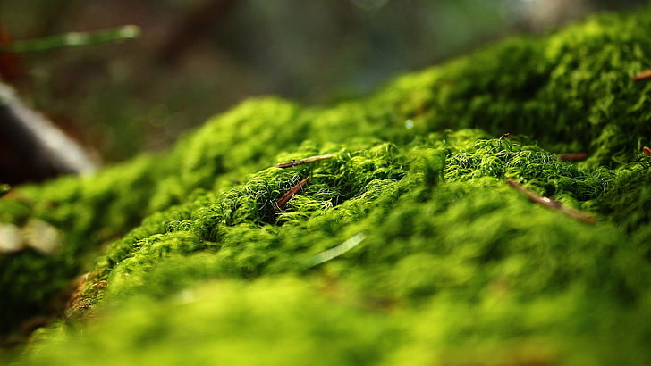 macro, moss, HD wallpaper
