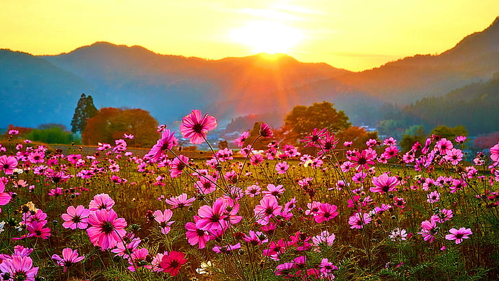 flowery field, sunset, landscape, mountains, field, meadow, HD wallpaper