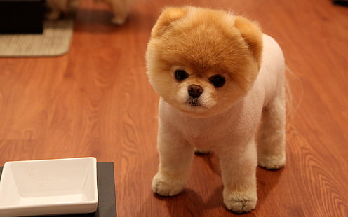 كلب صغير طويل الشعر لطيف ، لطيف ، كلب صغير طويل الشعر، خلفية HD HD wallpaper