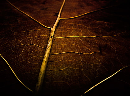 Suchy liść tekstury, brązowy liść, pory roku, jesień, liść, tekstura, Tapety HD HD wallpaper