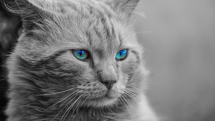 сини очи, синьо око, котка, мустаци, очи, черно и бяло, портрет, око, коте, коте, нос, наблизо, муцуна, монохромна фотография, фотография, HD тапет