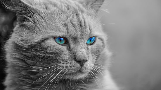 blue eyes, blue eye, cat, whiskers, eyes, black and white, portrait, eye, kitten, kitty, nose, close up, snout, monochrome photography, photography, HD wallpaper HD wallpaper