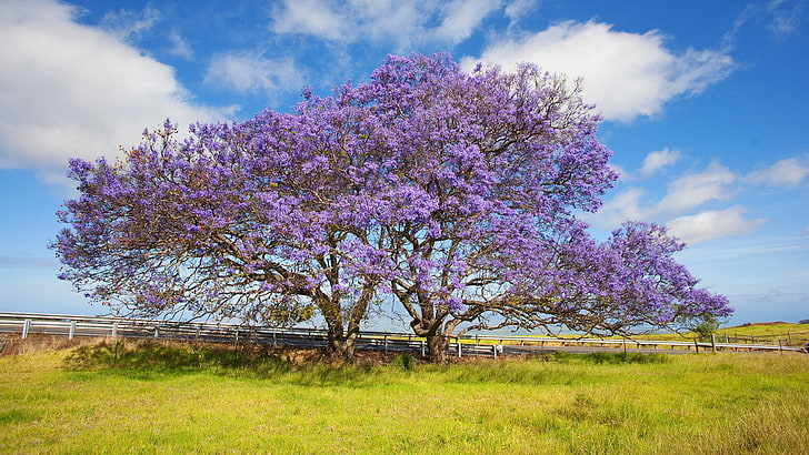 arbre en fleurs violettes, ciel, herbe, nuages, arbre, Hawaii, fleurs, Jacaranda, l'île de Maui, Fond d'écran HD