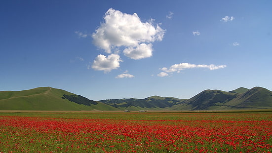 червено цвете поле, макове, поле, планини, цветя, пейзаж, HD тапет HD wallpaper