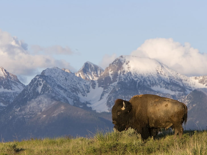 american, animals, bison, montana, nature, HD wallpaper