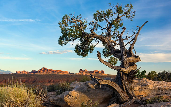 Pohon pinus kuno, pohon pinus kuno, Taman Nasional Arches, Utah, Wallpaper HD