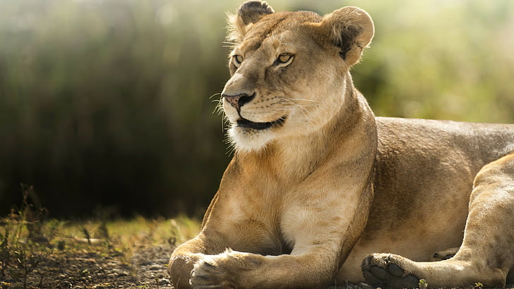 wildlife photography of lioness, Lion, savanna, cute animals, HD wallpaper