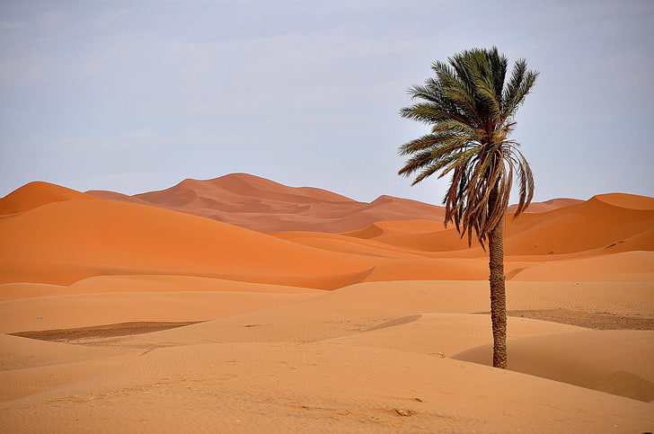 ilustração de coqueiro verde, areia, dunas, palma, deserto, HD papel de parede