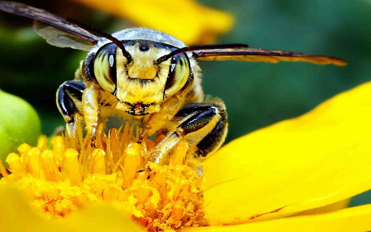 африканский, пчела, пчелы, цветок, цветы, насекомое, убийца, хищник, HD обои
