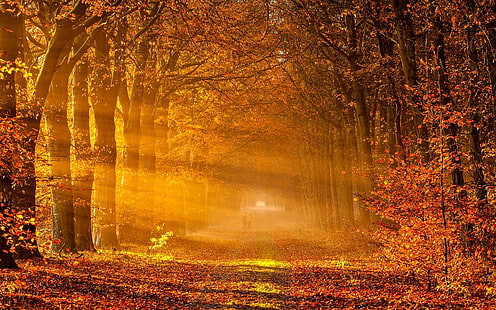 осень, осень, листья, дерево, HD обои HD wallpaper