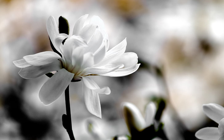 white Magnolia flower, magnolia, flower, petals, white, blur, HD wallpaper