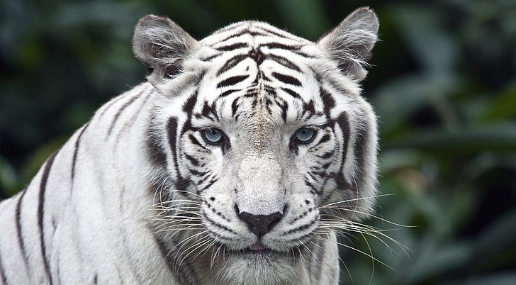 Самка белого тигра, тигр альбинос, животные, дикие, голубые глаза, HD обои