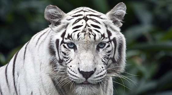 Female White Tiger, albino tiger, Animals, Wild, blue eyes, HD wallpaper HD wallpaper