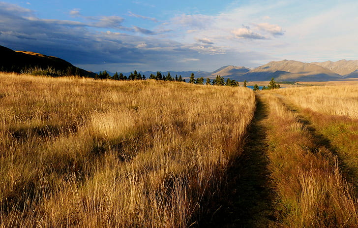 пейзажна снимка на кафяво тревно поле, nz, nz, Open Country, NZ, пейзаж, снимка, кафяво, трева, поле, пейзаж, селски, Lumix FZ200, Public Domain, посвещение, CC0, гео маркирани, снимки, природа, селски сцена, scenics, на открито, HD тапет