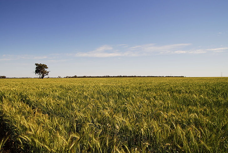 australia, dubbo, field, new south wales, tree, wheat, wheat field, HD wallpaper