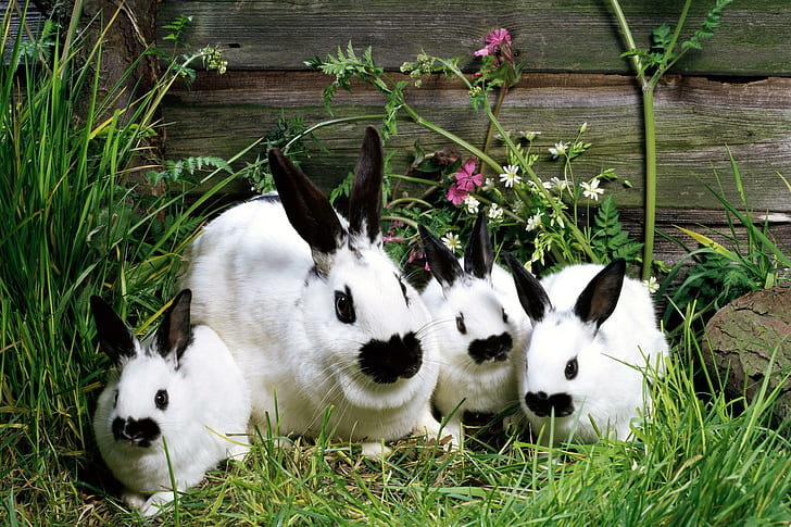 Keluarga kelinci, kelinci, keluarga, hewan, Wallpaper HD