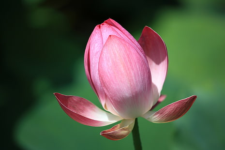 pink Lotus flower in bloom at daytime, lotus, 蓮, pink, Lotus flower, in bloom, daytime, 5D  Mark II, hi-res, resolution, 花, 蕾, nature, lotus Water Lily, plant, pink Color, petal, flower, water Lily, flower Head, leaf, beauty In Nature, HD wallpaper HD wallpaper