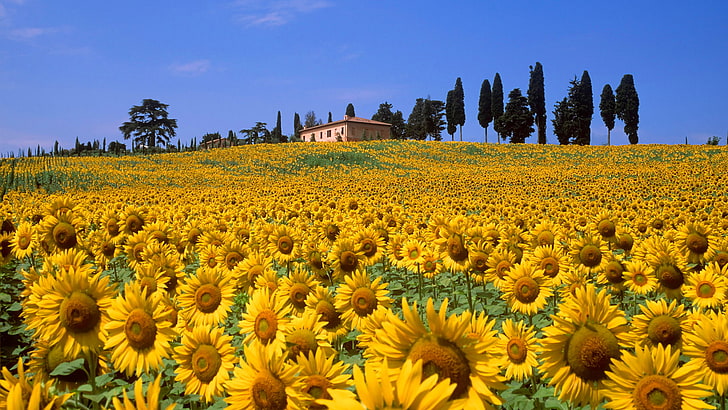 sarı ayçiçeği, alan, gökyüzü, ağaçlar, çiçekler, ev, tepeler, ayçiçeği, İtalya, Italia, Toskana, HD masaüstü duvar kağıdı